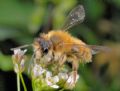 Andrena sp.